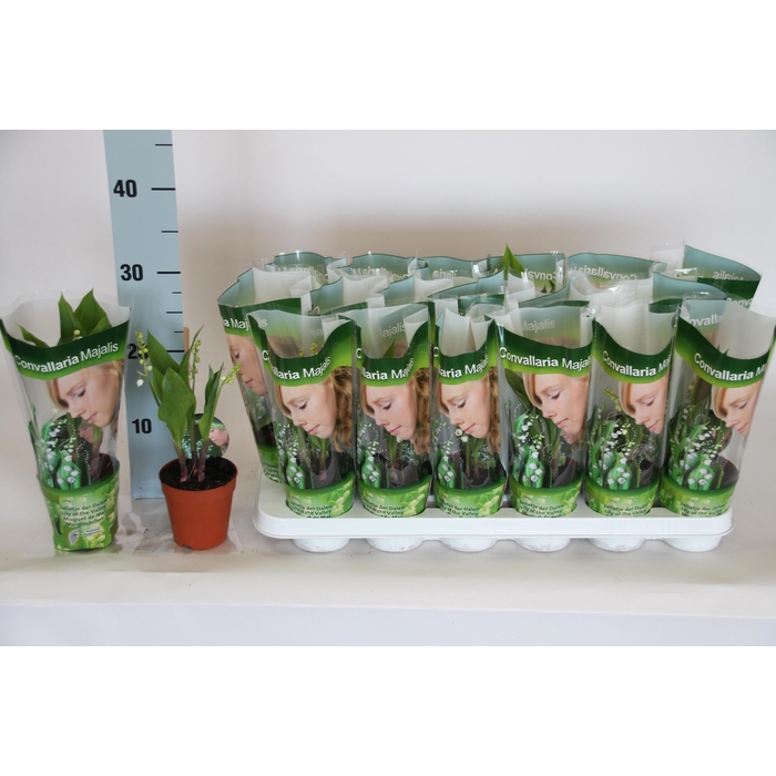 <h4>CONVALLARIA MAJALIS</h4>