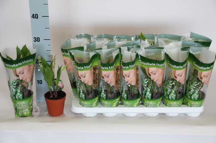 <h4>CONVALLARIA MAJALIS</h4>