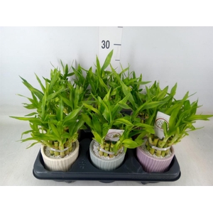 Dracaena sand. 'Lucky Bamboo' ..pyr