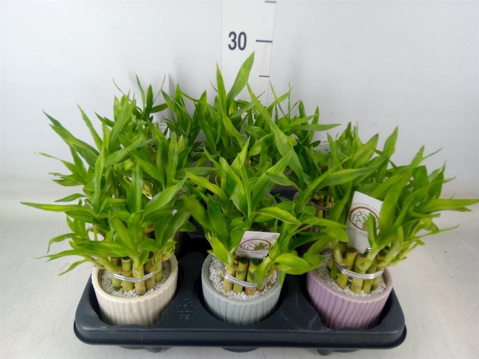 <h4>Dracaena sand. 'Lucky Bamboo' ..pyr</h4>