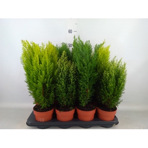 Conifers   ...mix