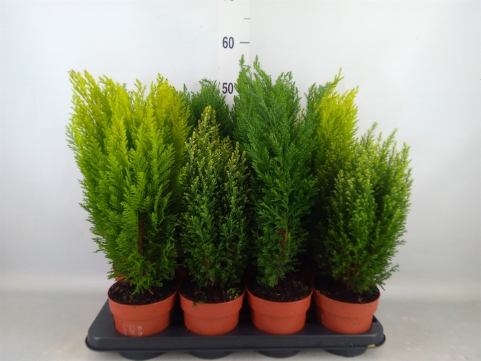 <h4>Conifers   ...mix</h4>