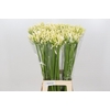 Agapanthus Gletsjer