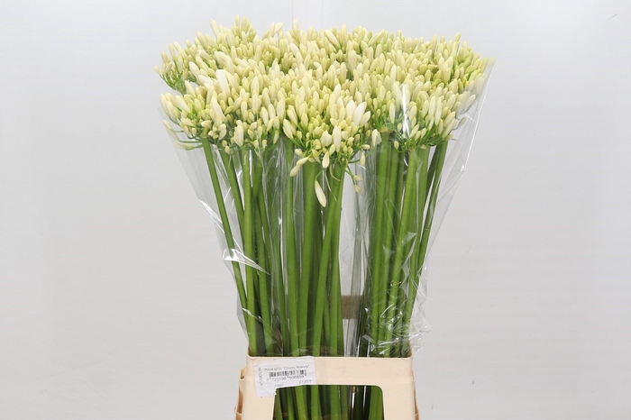 <h4>Agapanthus Gletsjer</h4>