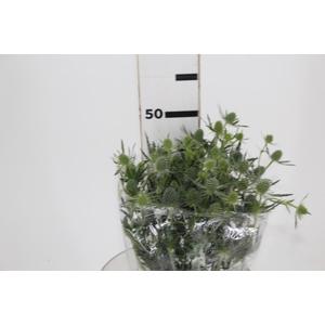 ERYNGIUM 050 CM