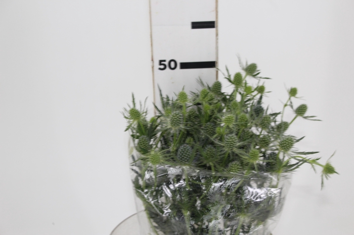 <h4>ERYNGIUM 050 CM</h4>