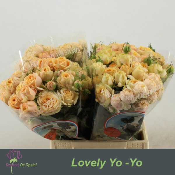 <h4>R Tr Lovely Yo-Yo Extra</h4>