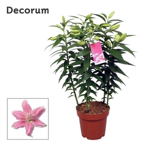 Roselily Azra 19cm