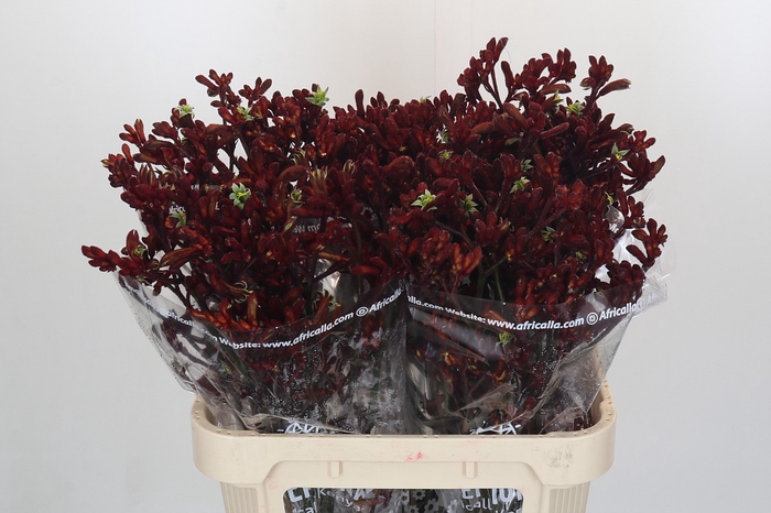 <h4>Anigozanthos Early Spring</h4>
