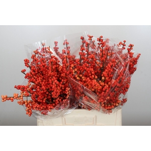 Ilex Oudijk's Orange