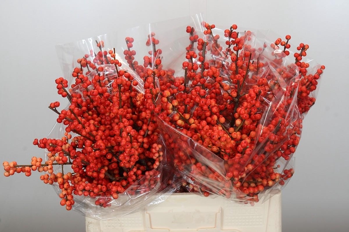 <h4>Ilex Oudijk's Orange</h4>