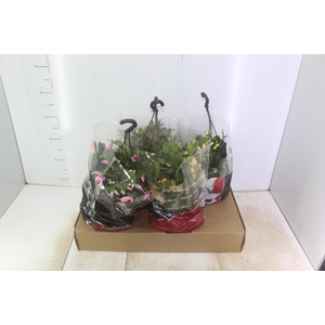 FLOR DE MAIO C21
