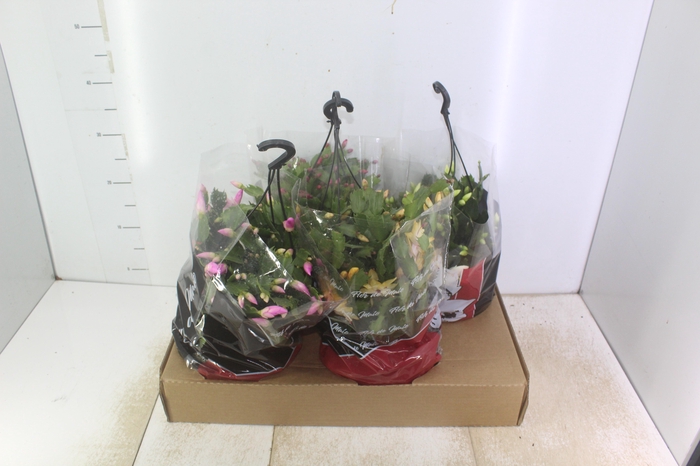 <h4>FLOR DE MAIO C21</h4>