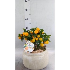 Arr.   Tuinplanten H%