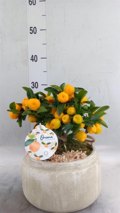 <h4>Arr.   Tuinplanten H%</h4>