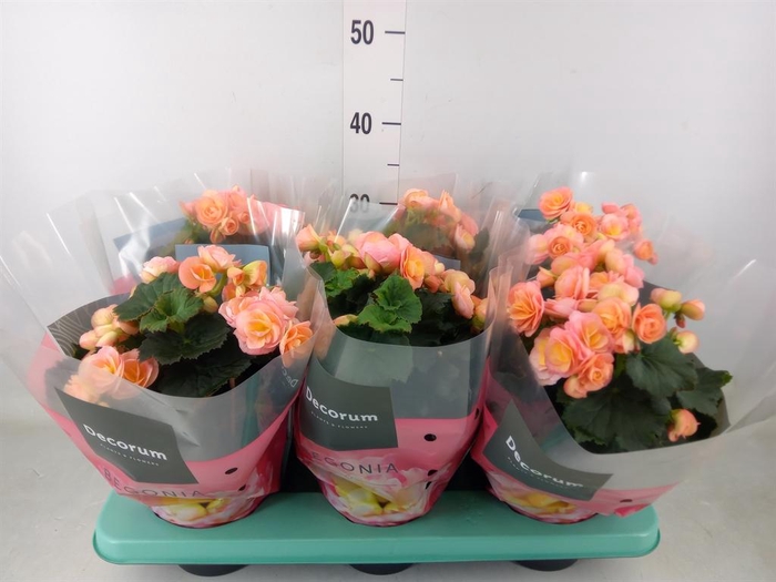 <h4>Begonia elat. DU 'Hailey Sunset'</h4>