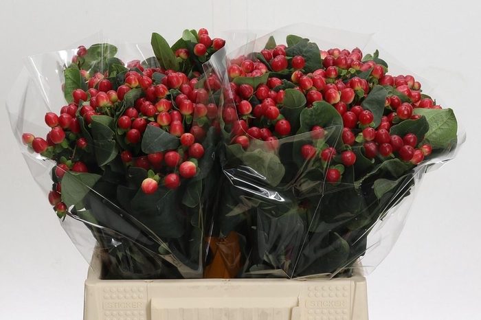 <h4>HYP TRUE ROMANCE</h4>