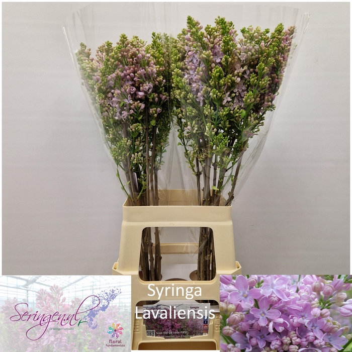 <h4>SYR V LAVALIENSIS</h4>