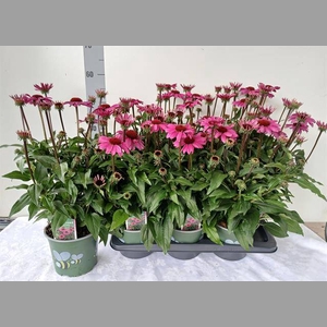 ECHINACEA SOMBRERO ROSE
