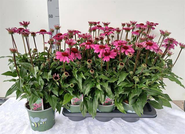 <h4>ECHINACEA SOMBRERO ROSE</h4>