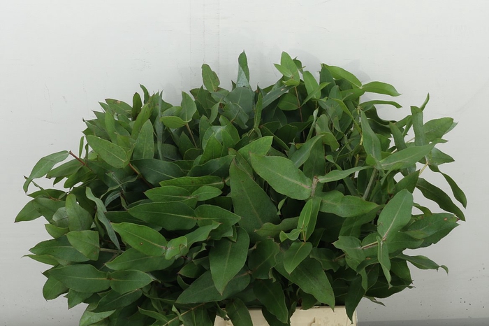 <h4>Euc Robusta Juv P/ Stem</h4>