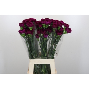 Dianthus St Yukari Violet