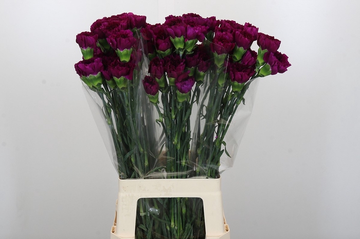 <h4>Dianthus St Yukari Violet</h4>