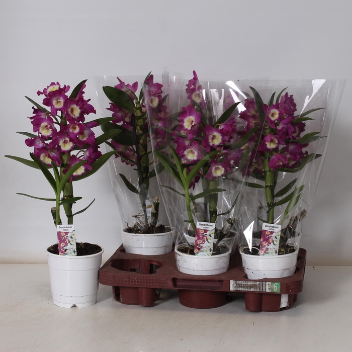 <h4>DEND NOBILE</h4>