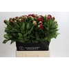 Paeonia Diana Parks