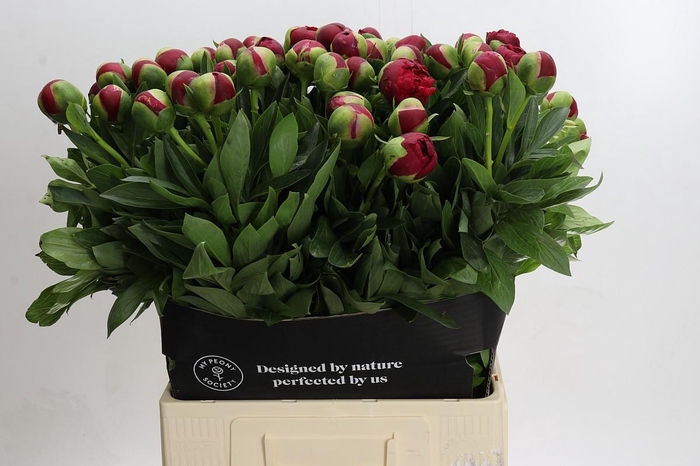 <h4>Paeonia Diana Parks</h4>