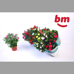 RO B MONDE GEM