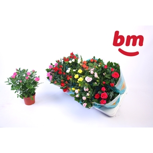 RO B MONDE GEM 7 SRT