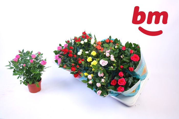 <h4>RO B MONDE GEM 7 SRT</h4>