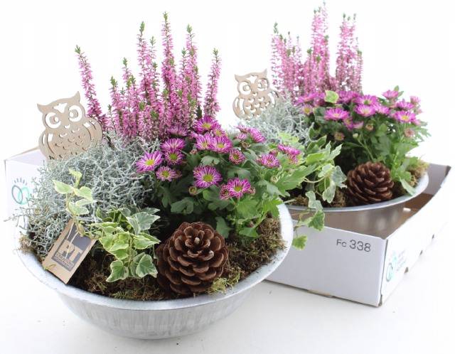 <h4>ARR TUINPLANTEN</h4>