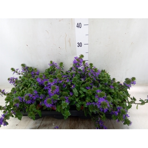 Scaevola aemula 'Blue Fan'