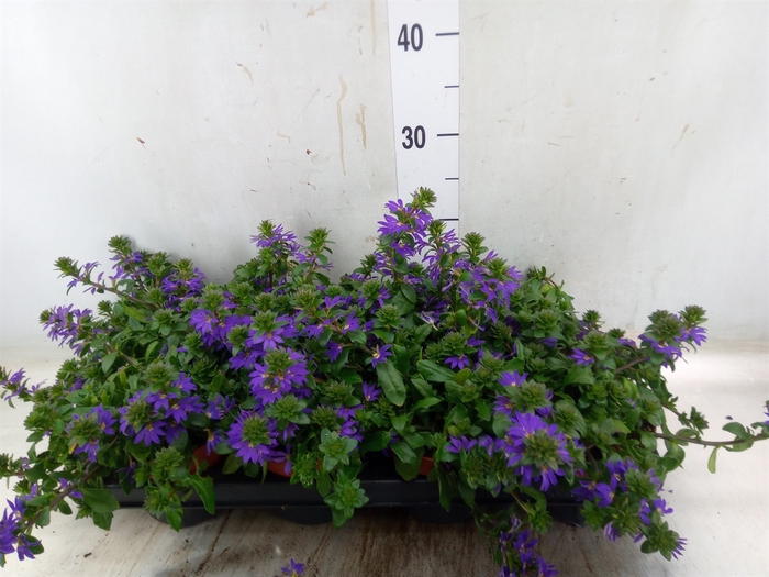 <h4>Scaevola aemula 'Blue Fan'</h4>