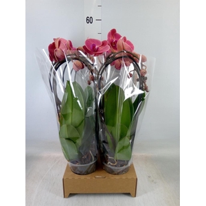 Phalaenopsis  'Elegant Cascade'