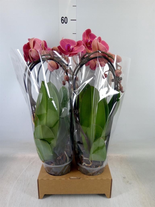 <h4>Phalaenopsis  'Elegant Cascade'</h4>