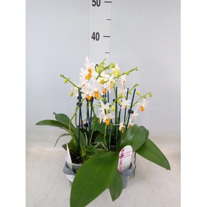Phalaenopsis   ...