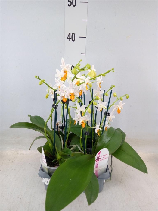 <h4>Phalaenopsis   ...</h4>