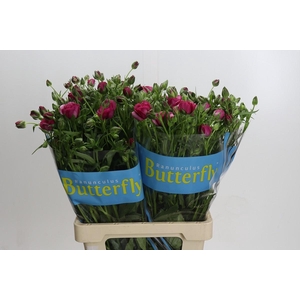 Ranunculus Butterfly Thiva