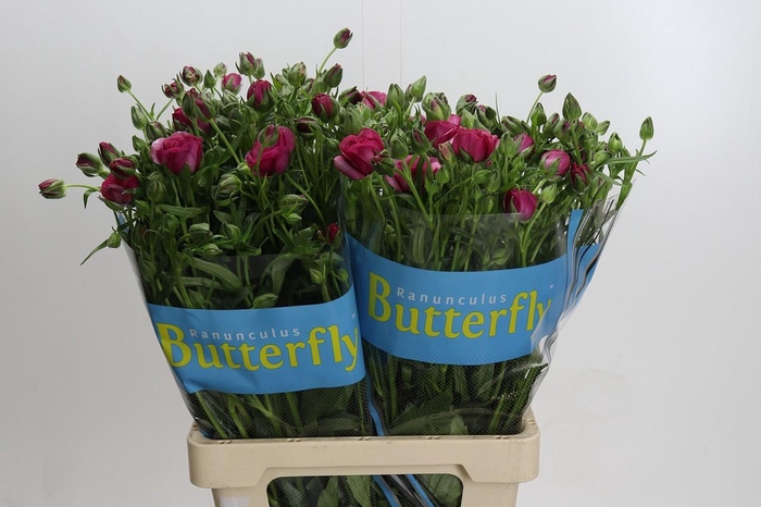 <h4>Ranunculus Butterfly Thiva</h4>