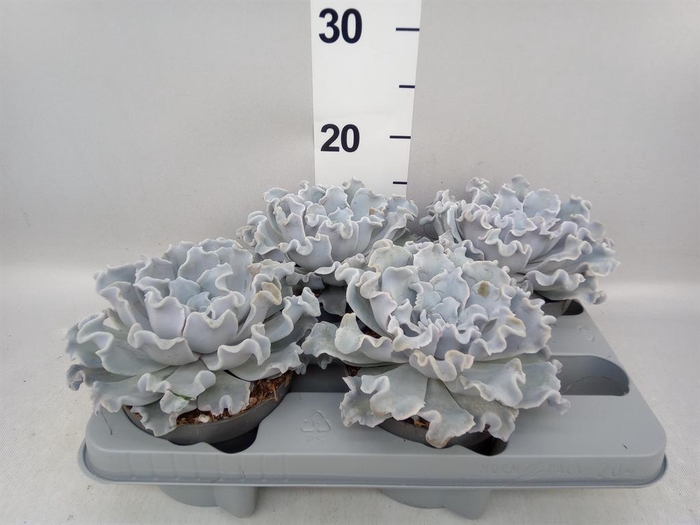 <h4>Echeveria   ...</h4>