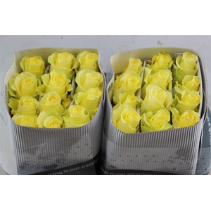 R Gr Minion Rose