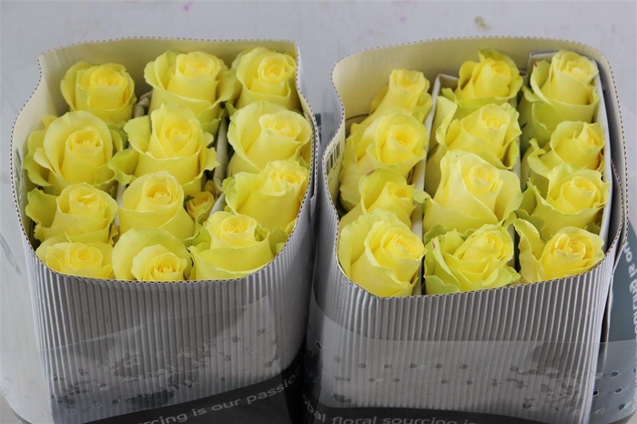 <h4>R Gr Minion Rose</h4>
