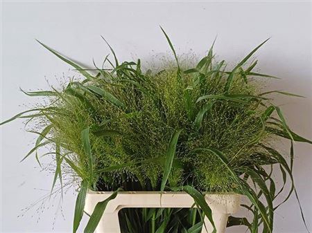 <h4>Panic Vi Fontaine 70 Cm</h4>