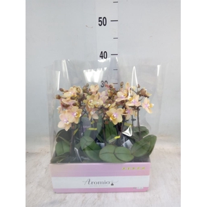 Phalaenopsis multi.   ...orange