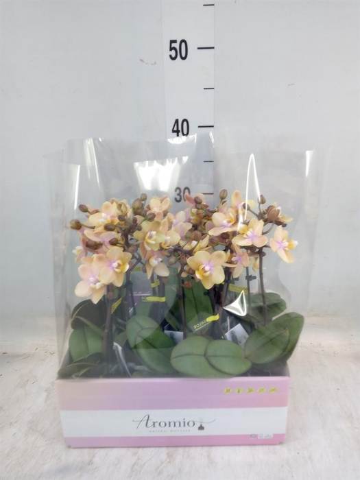 <h4>Phalaenopsis multi.   ...orange</h4>