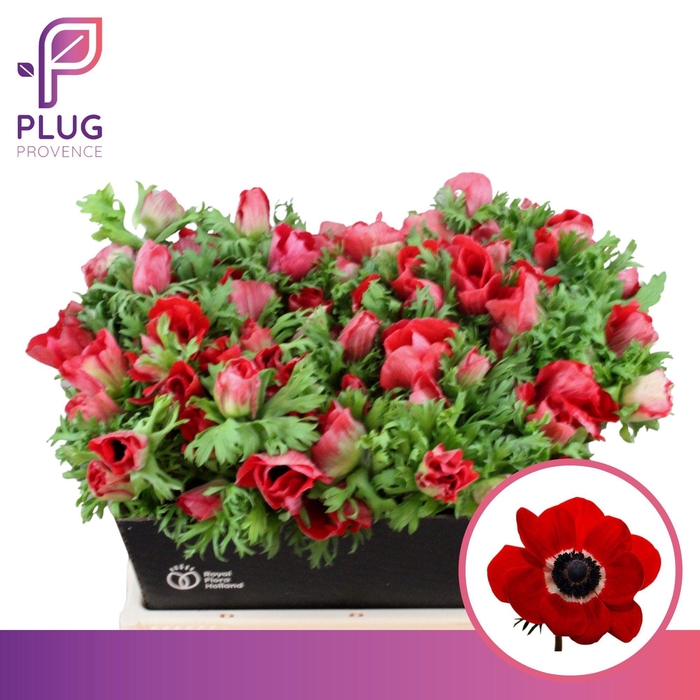 <h4>ANEM CO MAR RED</h4>