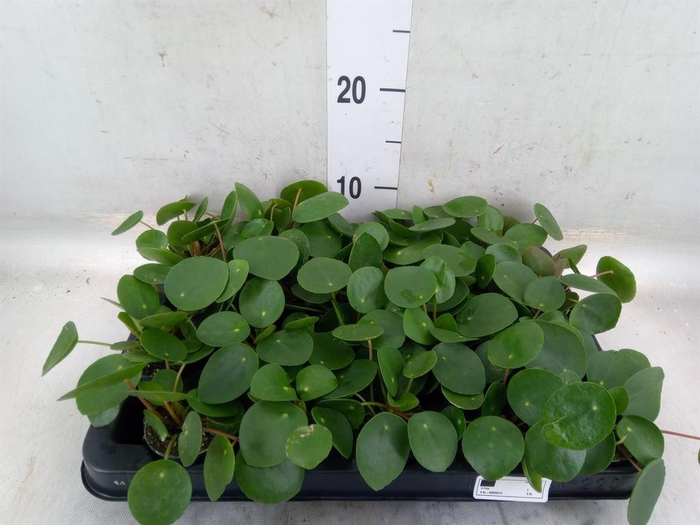 <h4>Pilea peperomioides</h4>